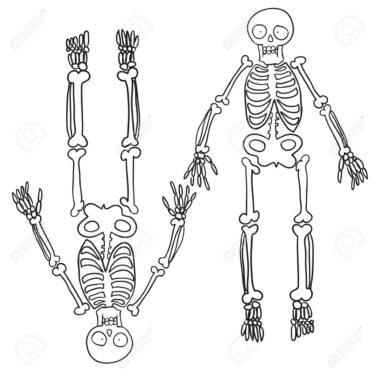 1300x1300 Hand Drawn Skeleton. Vector Sketch Royalty Free Cliparts, Vectors