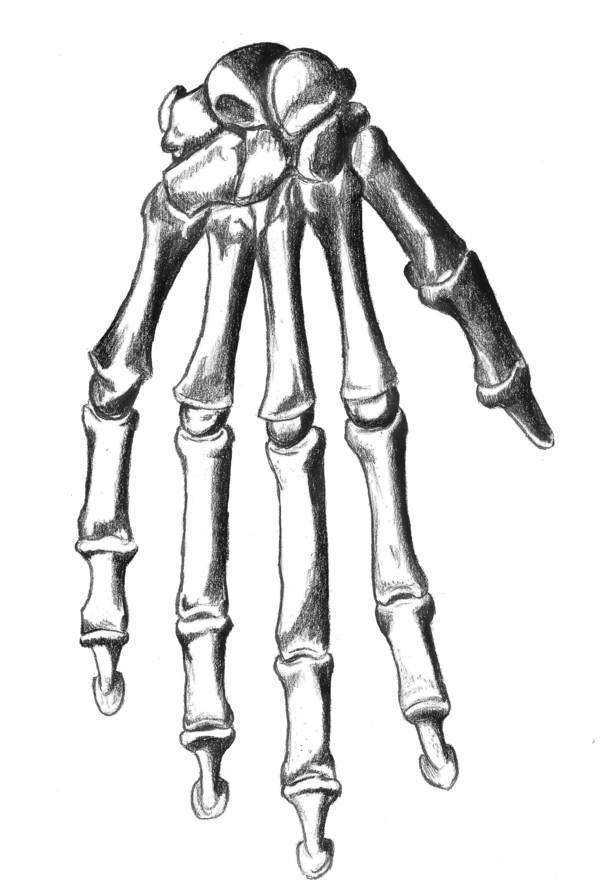 600x892 Skeletal Hand By Oatsprite