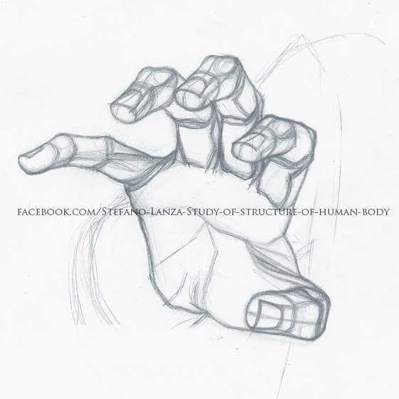 560x560 Drawinganatomy Photo On Instagram