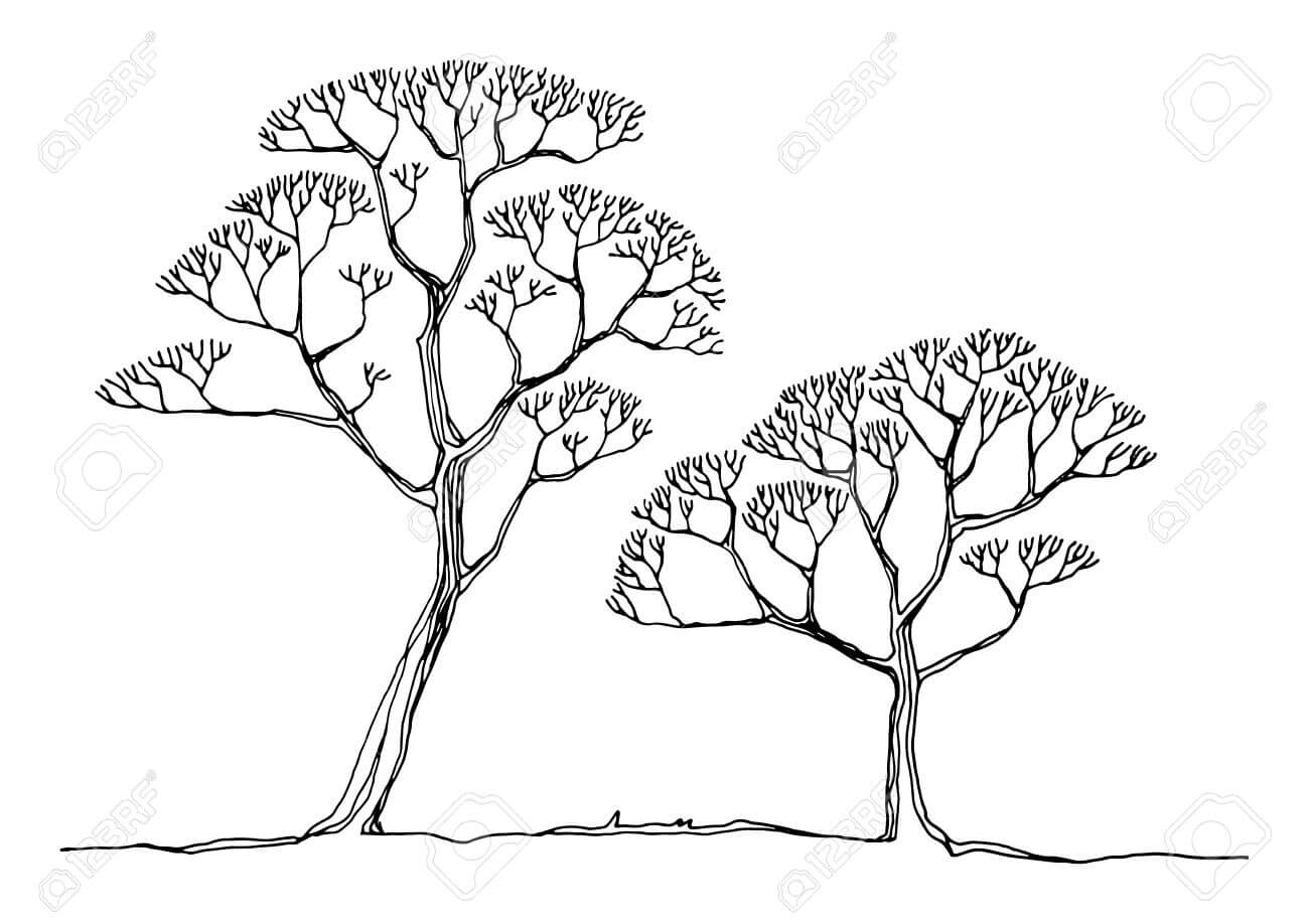 1300x918 17457477 Hand Drawing Sketch Of Tree Canopy Advisory Group