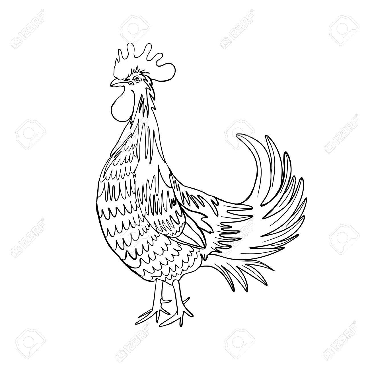 1300x1300 Image Of A Hand Drawing Cock Or Rooster With Black Outline