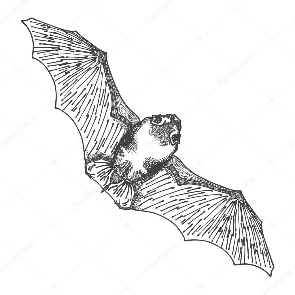 1024x1024 Stylized Hand Drawing Bat Sketch Stock Photo Goldenshrimp