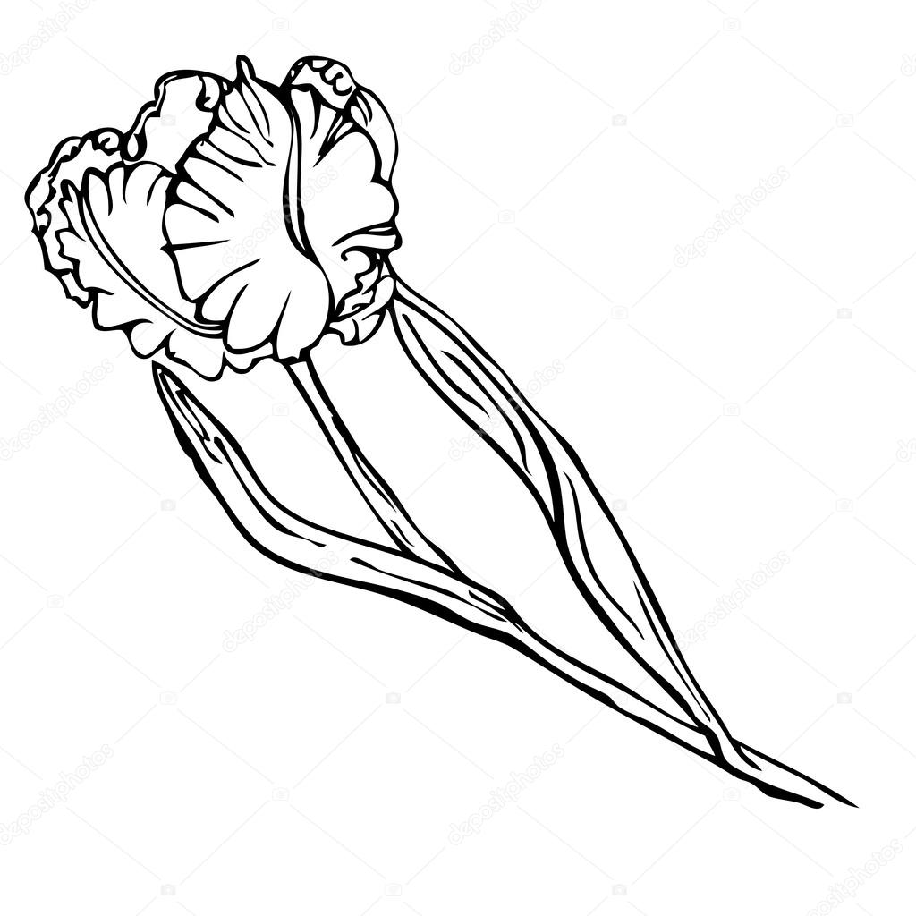 1024x1024 Vector Hand Drawing Black And White Tulip Flower Stock Vector
