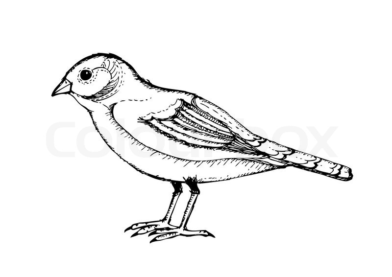 800x566 Bird, Hand Drawing Stock Vector Colourbox