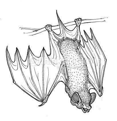 409x422 Hanging Bat Drawing Fun For Christmas