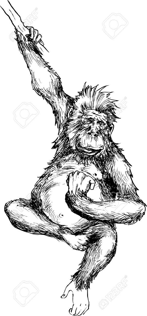 605x1300 Hand Drawn Monkey Hanging Royalty Free Cliparts, Vectors,