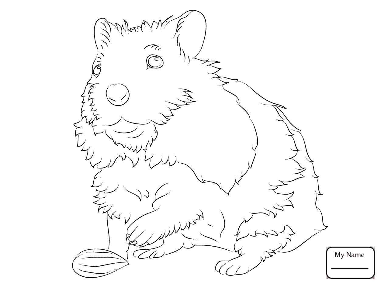 1253x934 Coloring Pages Mammals Cute Hamster Hanging On A Rope