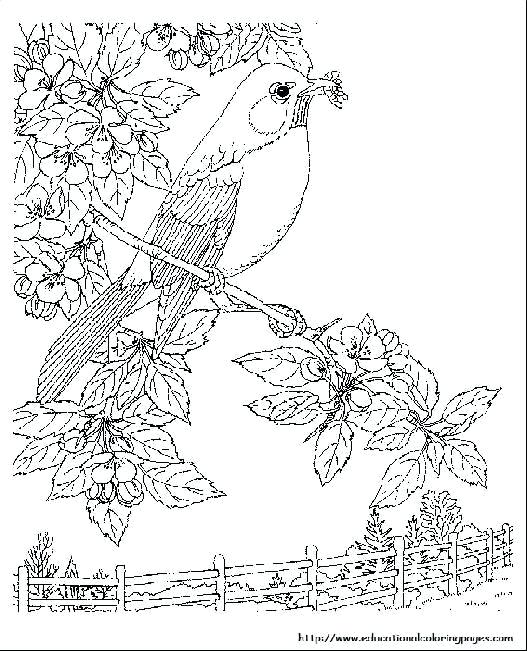527x651 Nature Coloring Page Happy Nature Coloring Pages Top Coloring