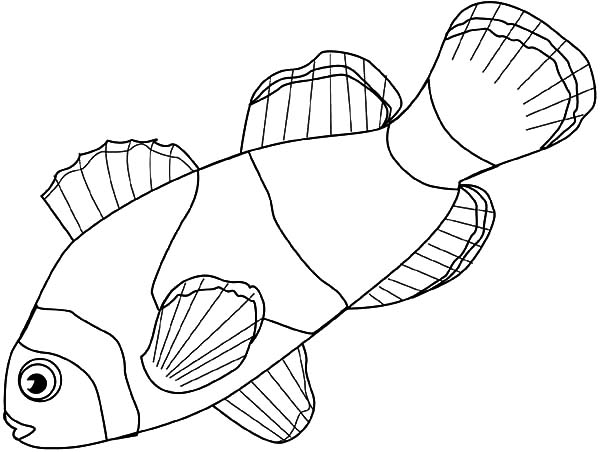 600x452 Happy Clown Fish Coloring Pages Best Place To Color