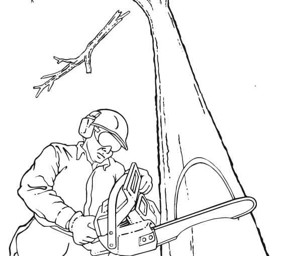 567x508 Hard Hats, Helmets, And Tree Care