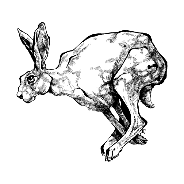 Hare Drawing at GetDrawings | Free download