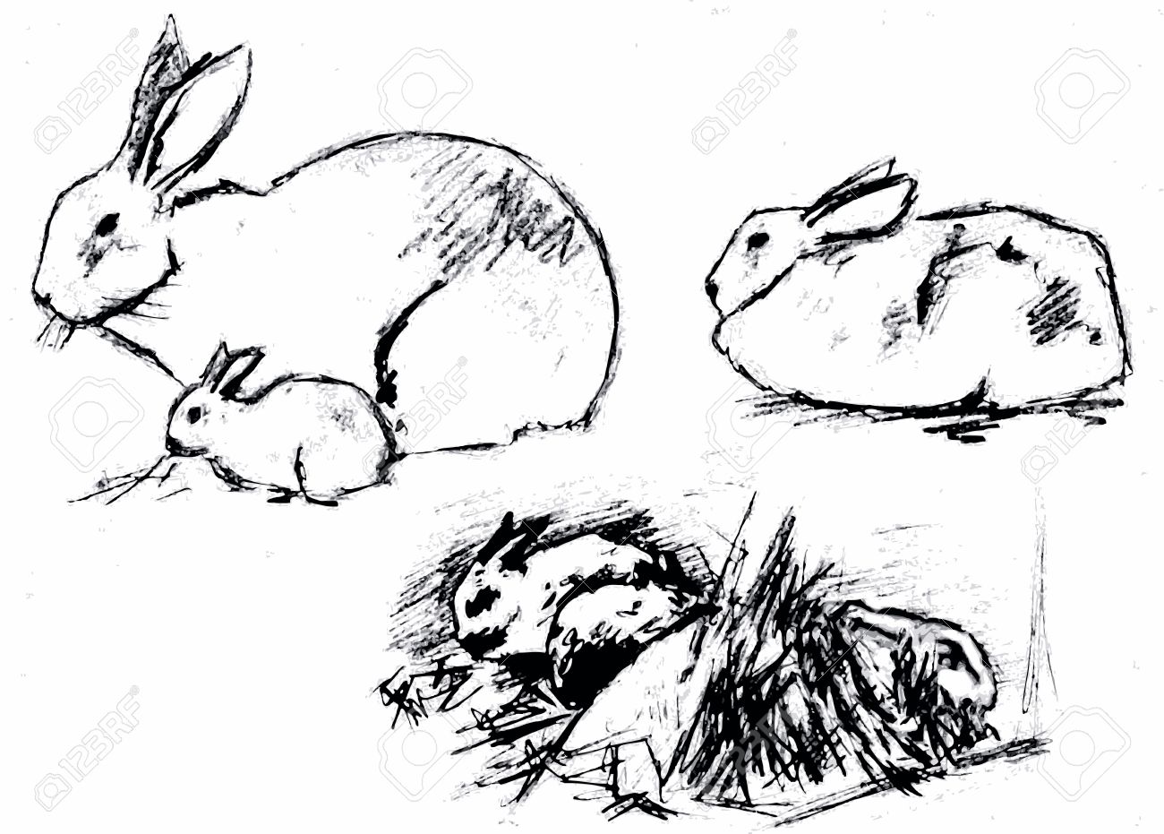 1300x931 Rabbitpet Hare Houseanimal Grass Vector Black Drawing Sketch