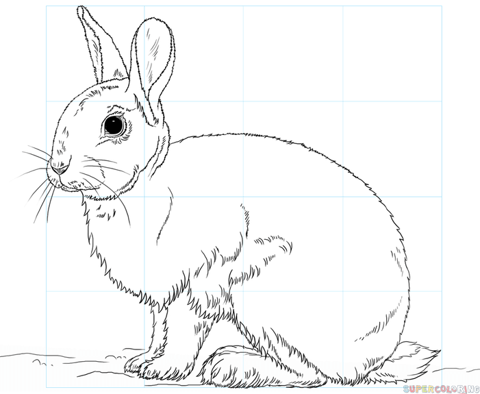 701x575 How To Draw A Rabbit Step By Step Drawing Tutorials