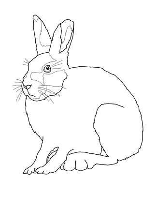323x430 Top 93 Hare Clip Art