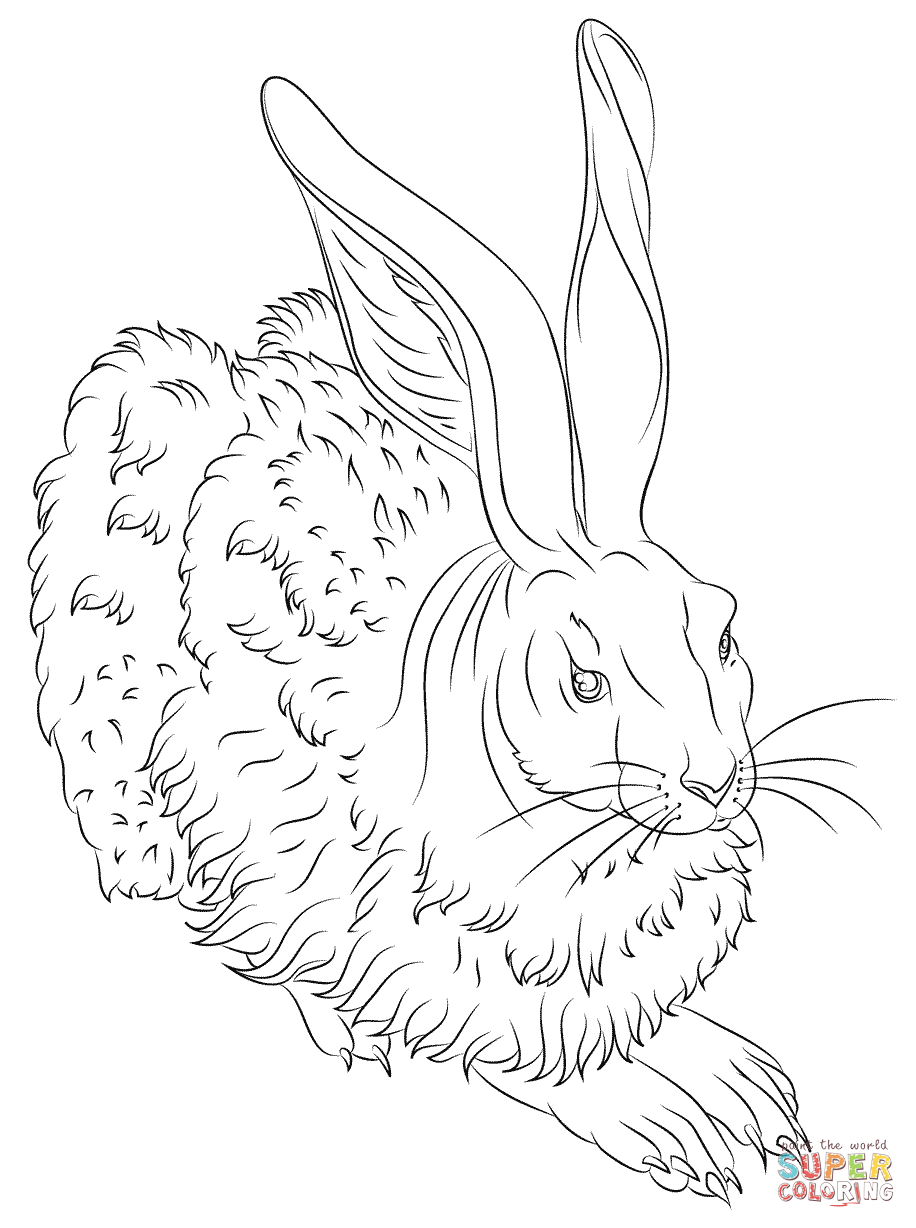916x1228 Young Hare By Albrecht Durer Coloring Page Free Printable