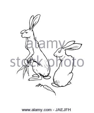 300x361 Hand Drawn Hares Stock Vector Art Amp Illustration, Vector Image