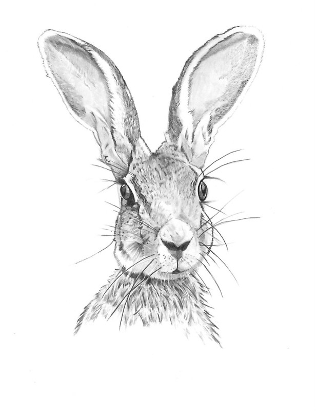 616x800 Hare Greeting Cards By Gavin Bake Redbubble