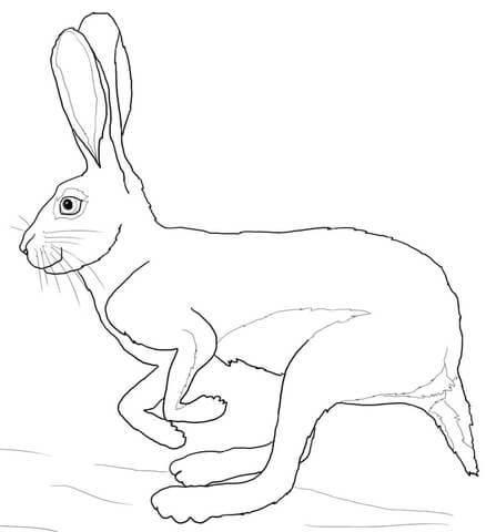 447x480 Running Desert Hare Coloring Page Free Printable Coloring Pages
