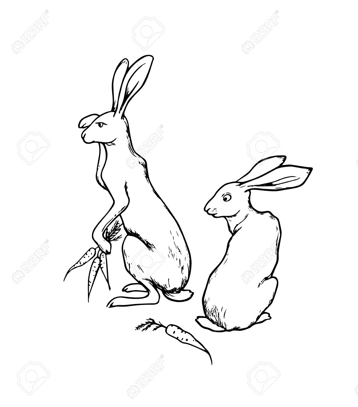 1144x1300 Vector Illustration Of Hand Drawn Cute Hares With Carrots