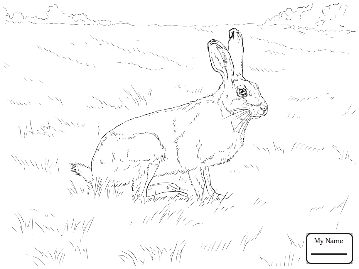 1223x917 Hares Mammals Cartoon Hare Coloring Pages