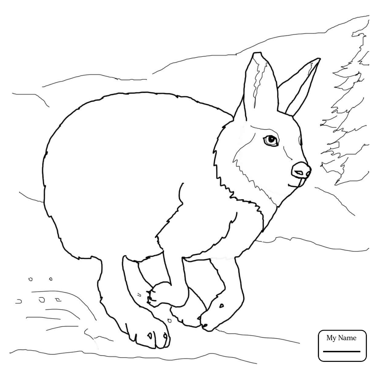 1224x1208 Mammals Hare 10 Hares Coloring Pages For Kids