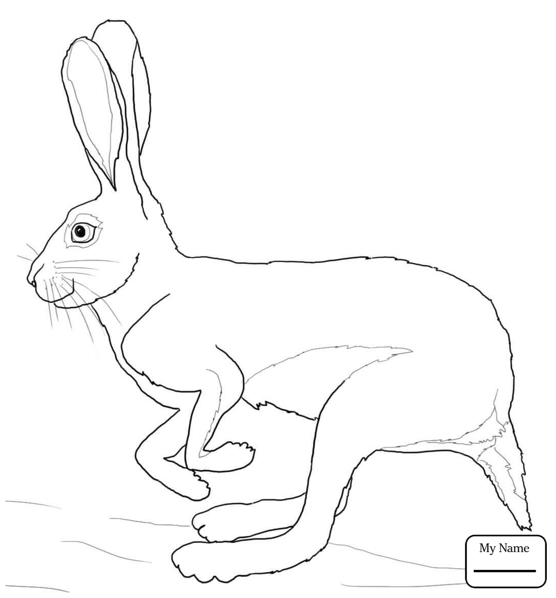 1093x1175 Mammals Hare 9 Hares Coloring Pages