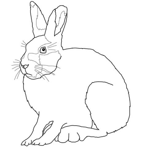 462x480 Arctic Hare Coloring Page Free Printable Coloring Pages