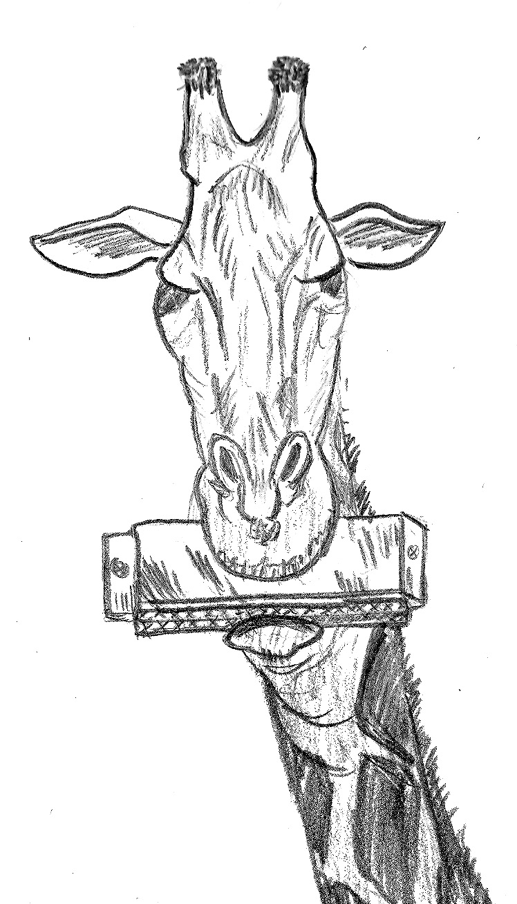 748x1308 Giraffe Playing A Harmonica By Paul281f
