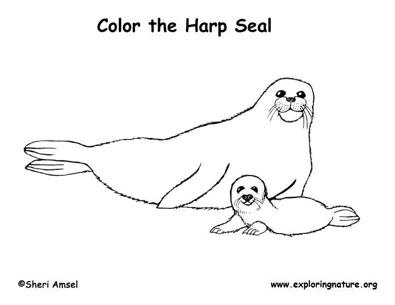 792x612 Color The Harp Seals Crafts And Other Ideas Art