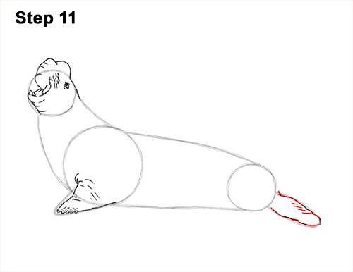 500x386 How To Draw An Elephant Seal