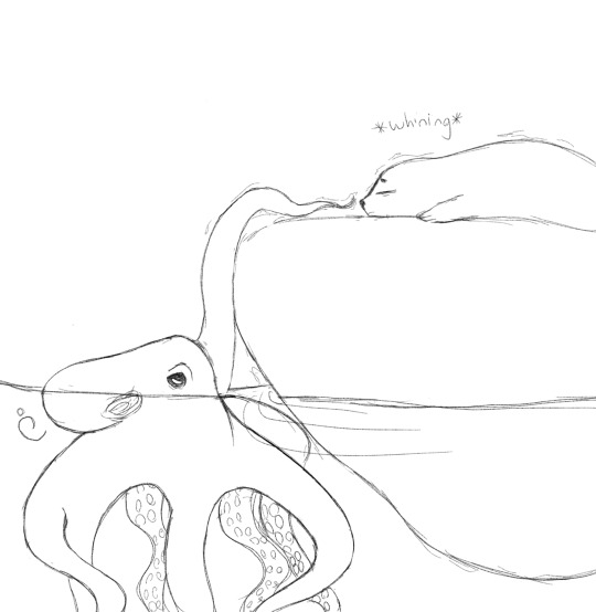 540x554 Harp Seal Pups Tumblr