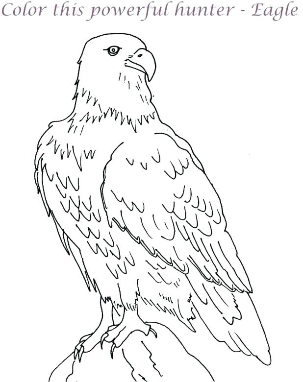618x780 Coloring Page Of An Eagle Eaglet Coloring Page