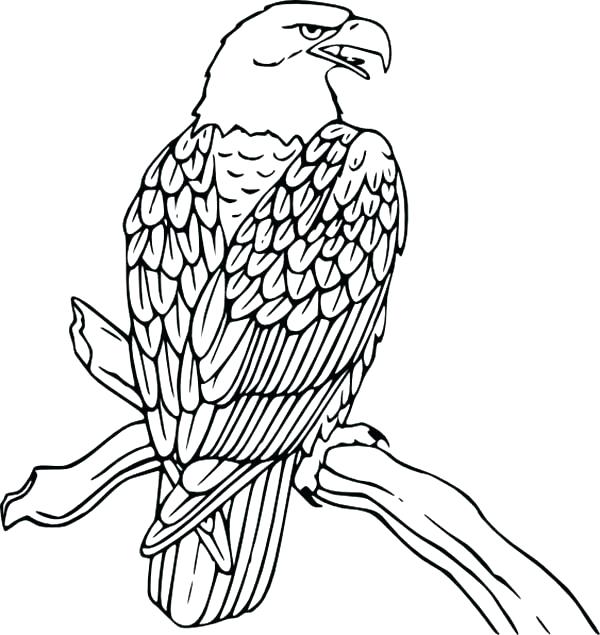 600x635 Eagle Coloring Book On Harpy Eagle Coloring P