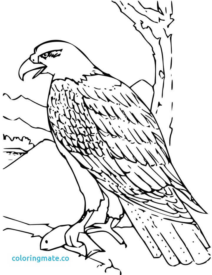 720x932 Eagle Coloring Pages Awesome Harpy Eagle Coloring Page Free