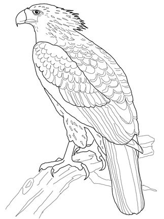 323x430 51 Best Eagle Coloring Pages Images On Adult Coloring