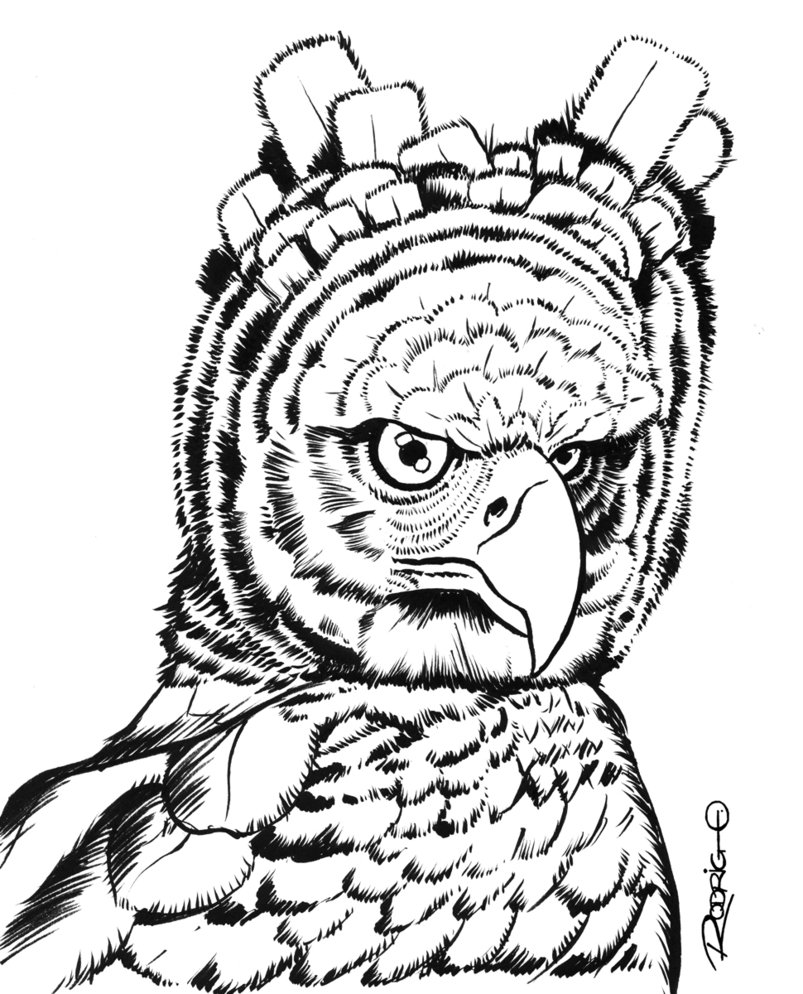 803x994 Harpy Eagle By Rodrigodiazaravena