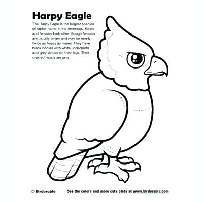 400x400 Harpy Eagle Coloring Page