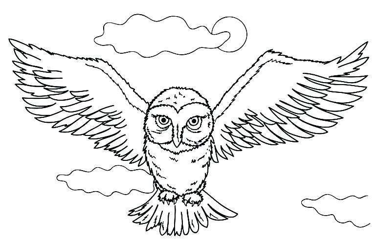 775x497 Coloring Pictures Of Owls Harry Potter Owl Coloring Pages Media