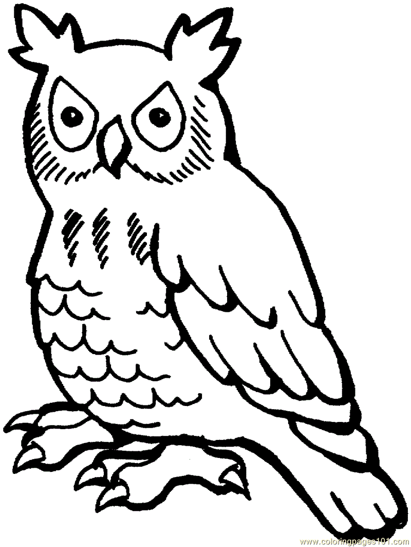 800x1063 Owl Coloring Pages