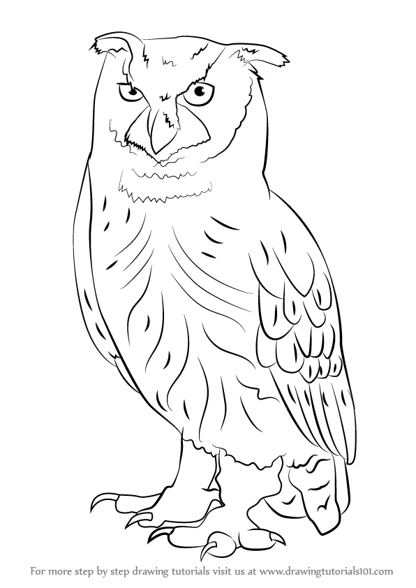 596x842 Owls Drawing Tutorials
