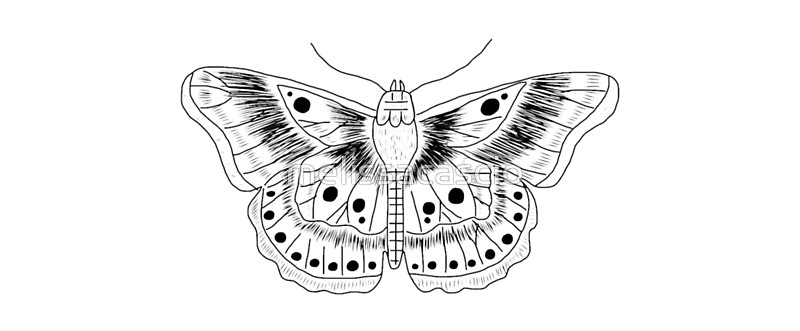 800x331 Harry Styles Butterfly Tattoo Mugs By Melissacascio Redbubble