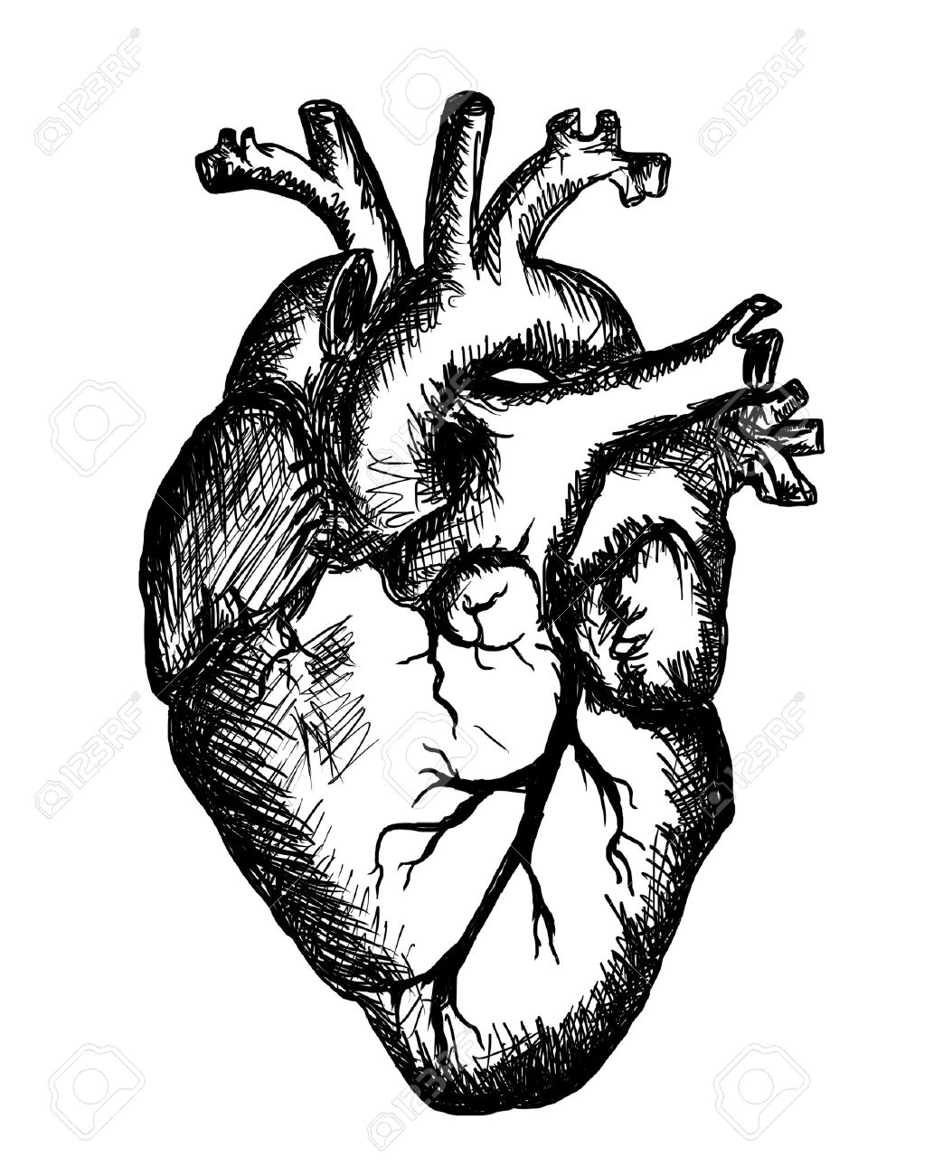 1043x1300 Heart Drawing On White Background Stock Photo, Picture And Royalty
