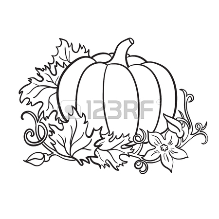 450x450 Pumpkin Vector Drawing Set. Isolated Outline Vegetable, Plant