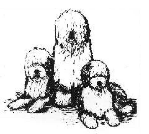 600x540 German Bobtail Breeders