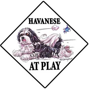 350x353 Havanese