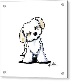 235x270 Quizzical Havanese Drawing By Kim Niles