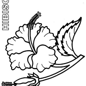 300x300 Hawaii State Flower Is Hibiscus Flower Coloring Page Color Luna