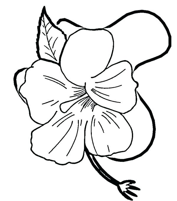 Hawaii Flowers Drawing at GetDrawings | Free download