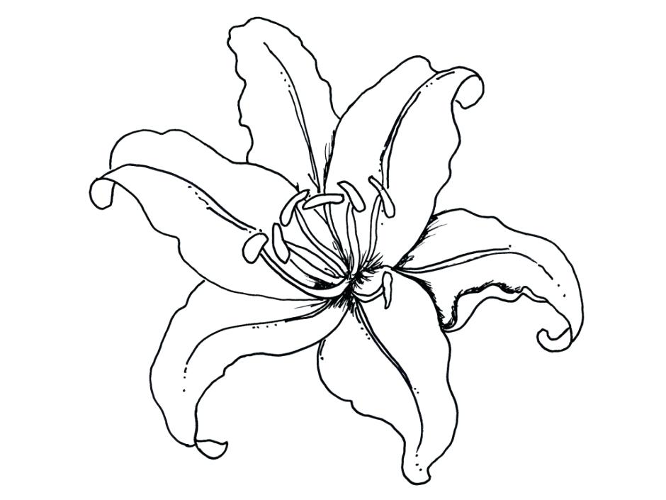 940x705 Hawaiian Flowers To Color Drawn Hibiscus Flower 1 Free Printable