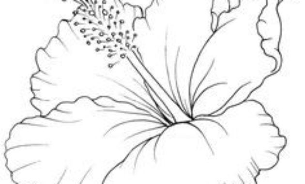 630x380 How To Draw A Flower Step By Step For Kids Simple Drawing For Kids